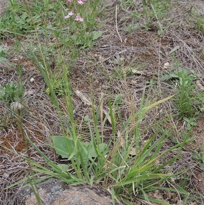 Panicum effusum (Hairy Panic Grass) at Conder, ACT - 7 Jan 2024 by MichaelBedingfield