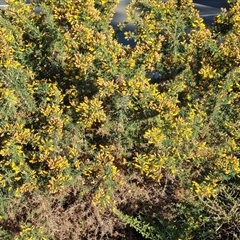 Ulex europaeus (Gorse) at Capital Hill, ACT - 7 Oct 2024 by Mike