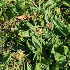 Plantago lanceolata (Ribwort Plantain, Lamb's Tongues) at Capital Hill, ACT - 7 Oct 2024 by Mike