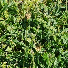 Plantago lanceolata at Capital Hill, ACT - 7 Oct 2024 08:52 AM