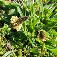 Plantago lanceolata at Capital Hill, ACT - 7 Oct 2024 08:52 AM