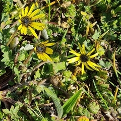 Arctotheca calendula (Capeweed, Cape Dandelion) at Capital Hill, ACT - 6 Oct 2024 by Mike