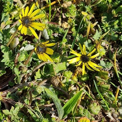 Arctotheca calendula (Capeweed, Cape Dandelion) at Capital Hill, ACT - 6 Oct 2024 by Mike