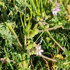 Erodium cicutarium (Common Storksbill, Common Crowfoot) at Capital Hill, ACT - 7 Oct 2024 by Mike