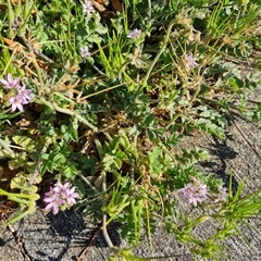 Erodium cicutarium at Capital Hill, ACT - 7 Oct 2024