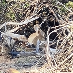 Oryctolagus cuniculus (European Rabbit) at Capital Hill, ACT - 7 Oct 2024 by Mike