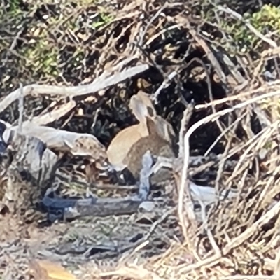 Oryctolagus cuniculus (European Rabbit) at Capital Hill, ACT - 6 Oct 2024 by Mike