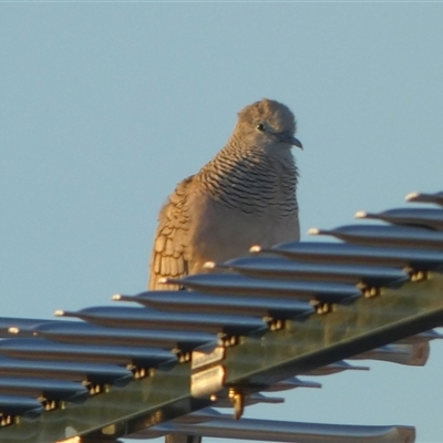 Geopelia placida (Peaceful Dove) at South Hedland, WA - 1 Sep 2024 by Paul4K