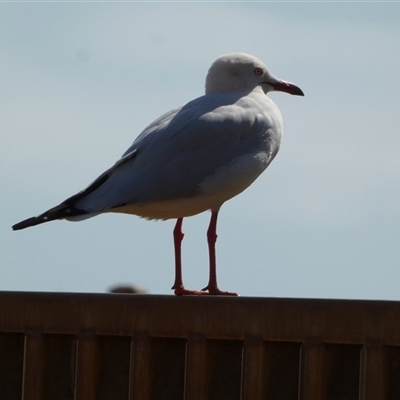 Chroicocephalus novaehollandiae (Silver Gull) at Port Hedland, WA - 3 Sep 2024 by Paul4K