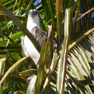 Pandion haliaetus (Osprey) at Port Hedland, WA - 4 Sep 2024 by Paul4K