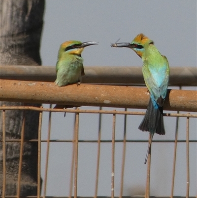 Merops ornatus (Rainbow Bee-eater) at Port Hedland, WA - 4 Sep 2024 by Paul4K