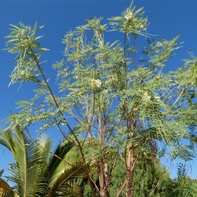 Unverified Other Shrub at South Hedland, WA - 5 Sep 2024 by Paul4K