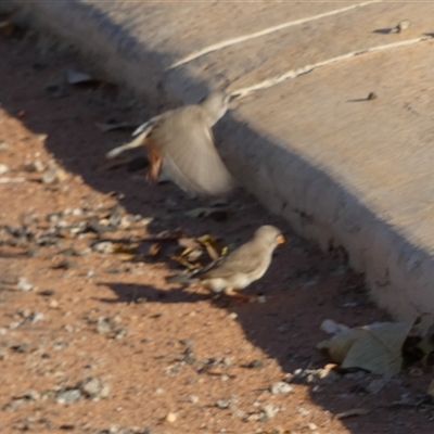 Taeniopygia guttata (Zebra Finch) at South Hedland, WA - 6 Sep 2024 by Paul4K