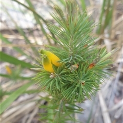 Astroloma pinifolium (Pine Heath) at Buckland, TAS - 28 Sep 2024 by Detritivore