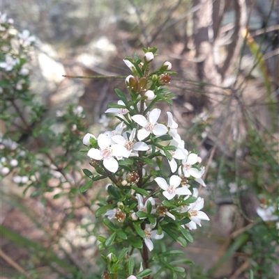 Boronia anemonifolia at Buckland, TAS - 28 Sep 2024 by Detritivore