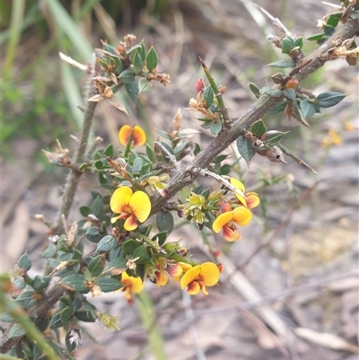 Daviesia sejugata (Bitter-pea) at Buckland, TAS - 28 Sep 2024 by Detritivore