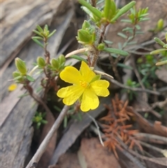 Hibbertia riparia (Erect Guinea-flower) at Buckland, TAS - 28 Sep 2024 by Detritivore