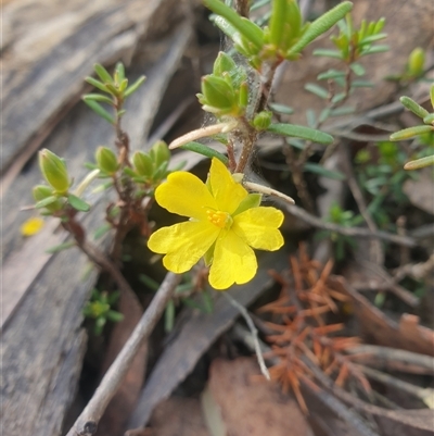 Hibbertia riparia (Erect Guinea-flower) at Buckland, TAS - 28 Sep 2024 by Detritivore