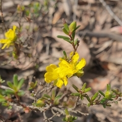 Hibbertia riparia at Buckland, TAS - 28 Sep 2024 09:28 AM