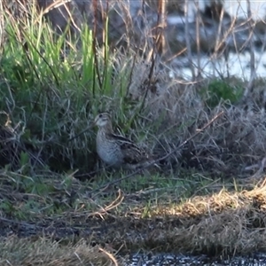 Gallinago hardwickii at Fyshwick, ACT - 6 Oct 2024