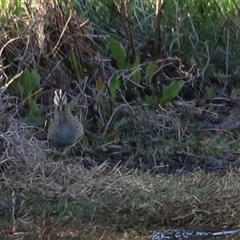 Gallinago hardwickii at Fyshwick, ACT - 6 Oct 2024