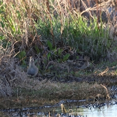 Gallinago hardwickii at Fyshwick, ACT - 6 Oct 2024