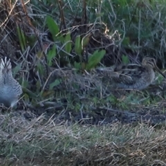 Gallinago hardwickii at Fyshwick, ACT - 6 Oct 2024