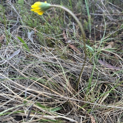 Microseris walteri (Yam Daisy, Murnong) at Hackett, ACT - 7 Oct 2024 by Louisab