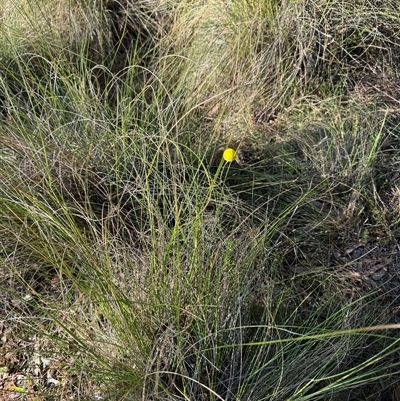 Craspedia variabilis (Common Billy Buttons) at Watson, ACT - 6 Oct 2024 by Louisab