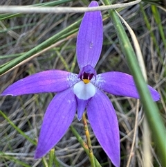 Glossodia major (Wax Lip Orchid) at Hackett, ACT - 6 Oct 2024 by Louisab