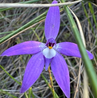 Glossodia major (Wax Lip Orchid) at Hackett, ACT - 6 Oct 2024 by Louisab