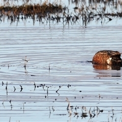 Spatula rhynchotis (Australasian Shoveler) at Fyshwick, ACT - 6 Oct 2024 by JimL