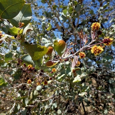 Unverified Wattle at Sherlock, WA - 7 Sep 2024 by Paul4K