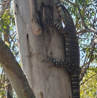 Varanus varius at Joadja, NSW - 7 Oct 2024 by @Joadja