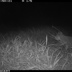 Phascolarctos cinereus (Koala) at Tullymorgan, NSW - 22 Sep 2024 by Tullymorgan1