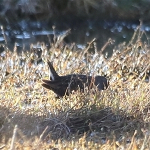 Porzana fluminea at Fyshwick, ACT - 6 Oct 2024