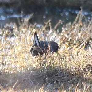 Porzana fluminea at Fyshwick, ACT - 6 Oct 2024 07:31 AM