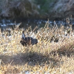 Porzana fluminea at Fyshwick, ACT - 6 Oct 2024