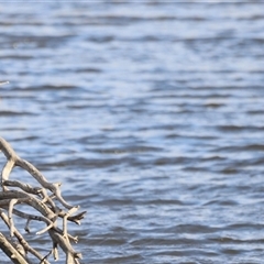 Phalacrocorax sulcirostris (Little Black Cormorant) at Fyshwick, ACT - 5 Oct 2024 by JimL