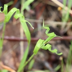 Unverified Grass at Chiltern, VIC - 6 Oct 2024 by KylieWaldon