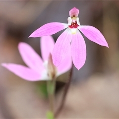 Caladenia carnea (Pink Fingers) at Chiltern, VIC - 5 Oct 2024 by KylieWaldon