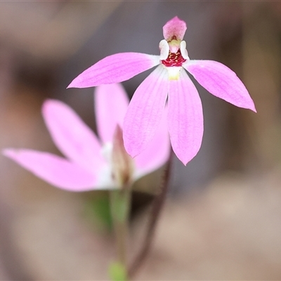 Caladenia carnea (Pink Fingers) at Chiltern, VIC - 6 Oct 2024 by KylieWaldon