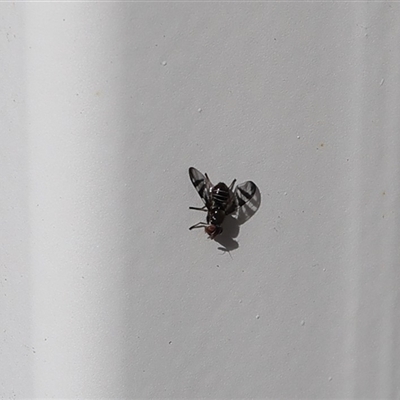 Rivellia sp. (genus) (Signal fly) at Lyons, ACT - 7 Oct 2024 by ran452