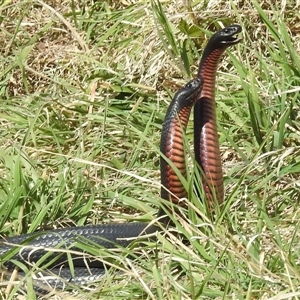 Pseudechis porphyriacus at Kambah, ACT - suppressed