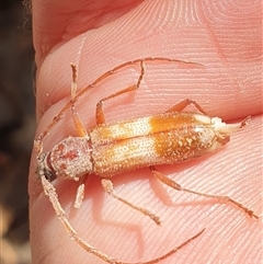 Phoracantha semipunctata (Common Eucalypt Longicorn) at Currawang, NSW - 5 Oct 2024 by gregbaines