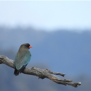 Eurystomus orientalis at Kambah, ACT - 7 Oct 2024 09:06 AM