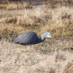 Egretta novaehollandiae (White-faced Heron) at Fyshwick, ACT - 5 Oct 2024 by JimL