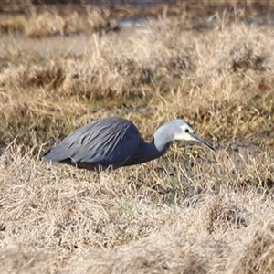 Egretta novaehollandiae at Fyshwick, ACT - 6 Oct 2024 08:27 AM