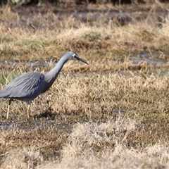 Egretta novaehollandiae at Fyshwick, ACT - 6 Oct 2024 08:27 AM