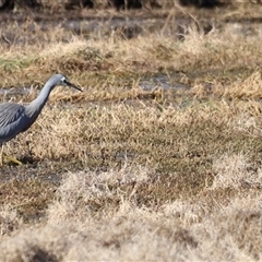 Egretta novaehollandiae at Fyshwick, ACT - 6 Oct 2024